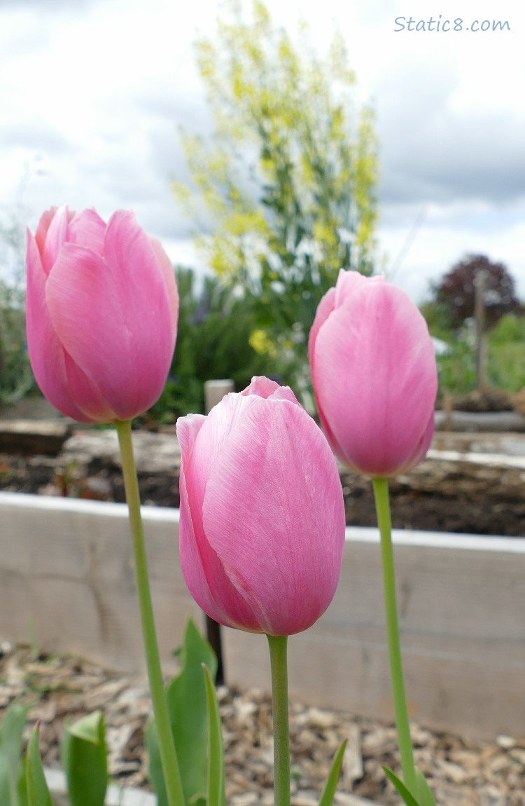 Pink Tulip blooms in front of a raised garden bed