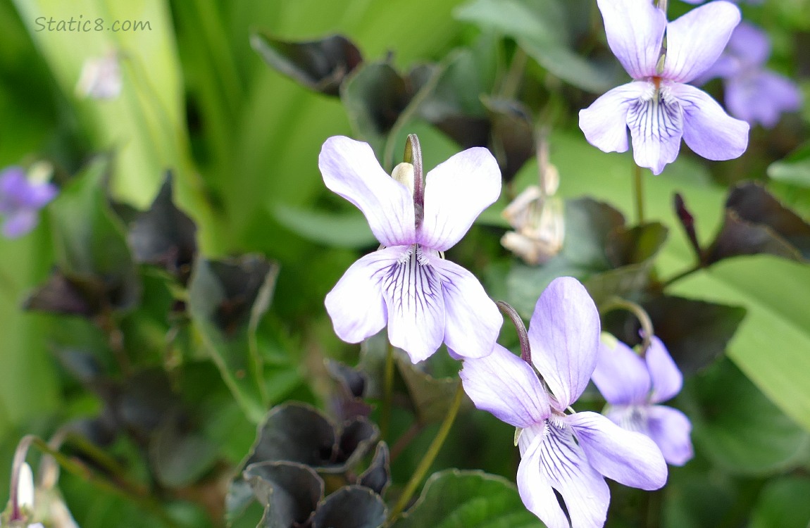 Violet blooms