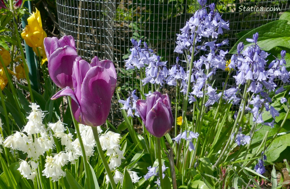 Purple Tulip blooms and Spanish Bluebells