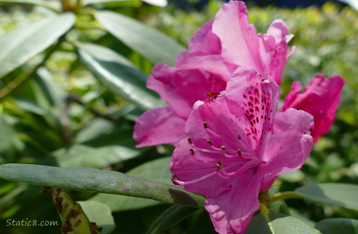 Bright pink Rhododendron blooms and leaves