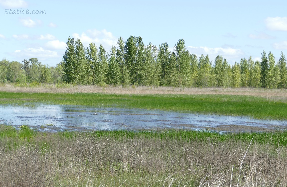 Shallow pond in the grass with trees in the background