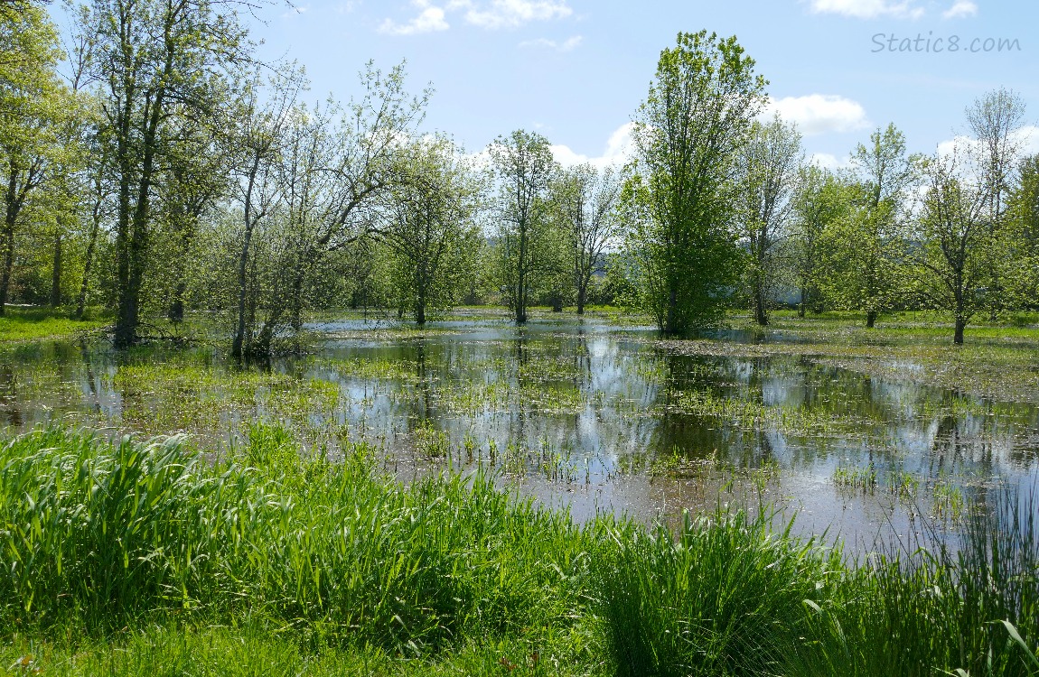 Shallow pond in the grass with trees overhead