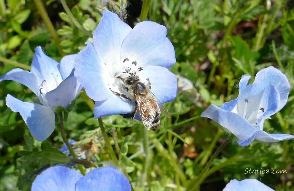 Honey Bee on a Baby Blue Eye bloom
