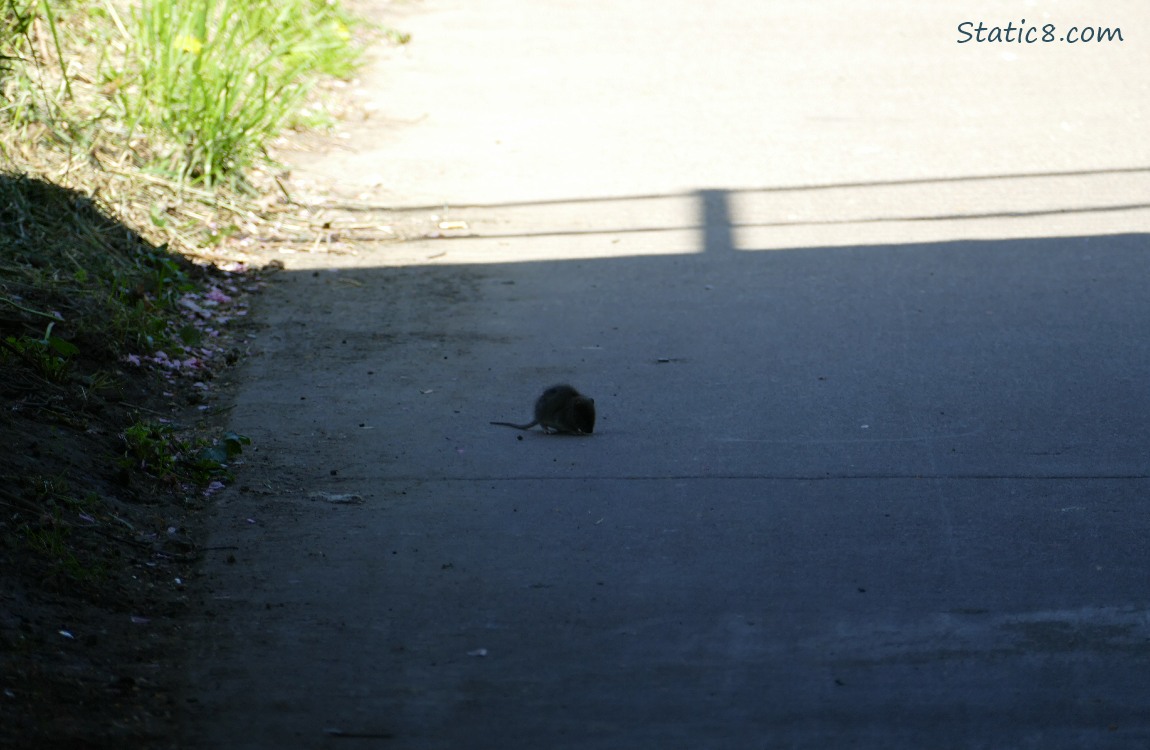 Silhouette of a mouse in the shadows