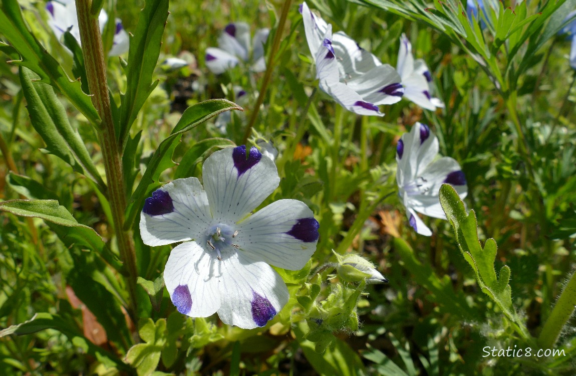 Fivespot blooms