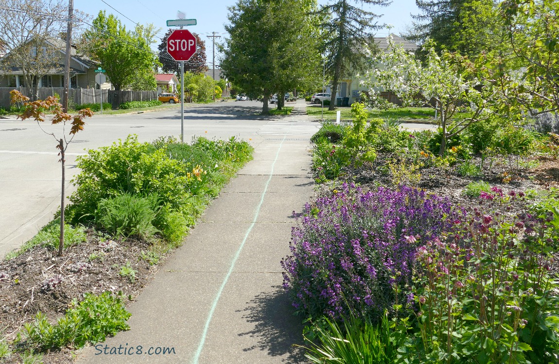 Spray painted green line along sidewalks and streets in a neighborhood
