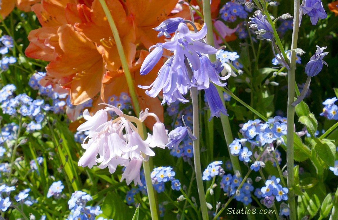 Spanish Bluebells with Forget Me Nots and orange Rhododendrons in the background