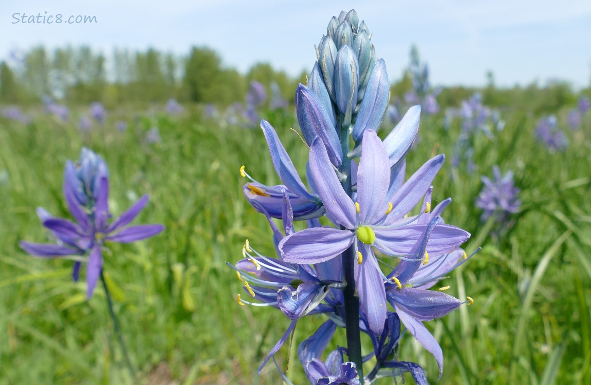 Camas Lily bloom with other blooms in the distance