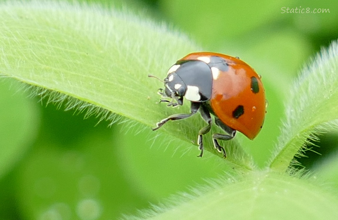 Seven Spot Ladybug standing on a furry leave