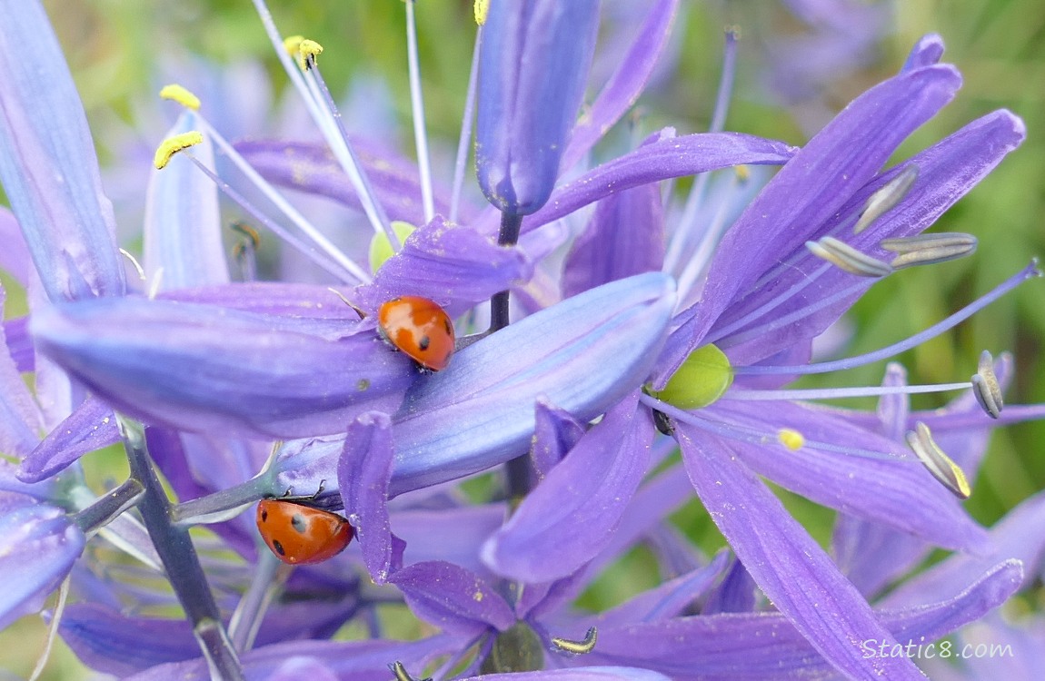 Two Seven Spot Ladybugs on Camas Lily blossoms