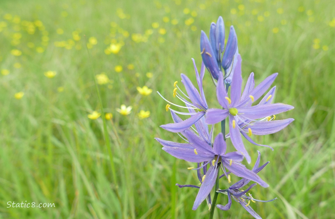 Camas Lily bloom in the grass with yellow flowers in the background