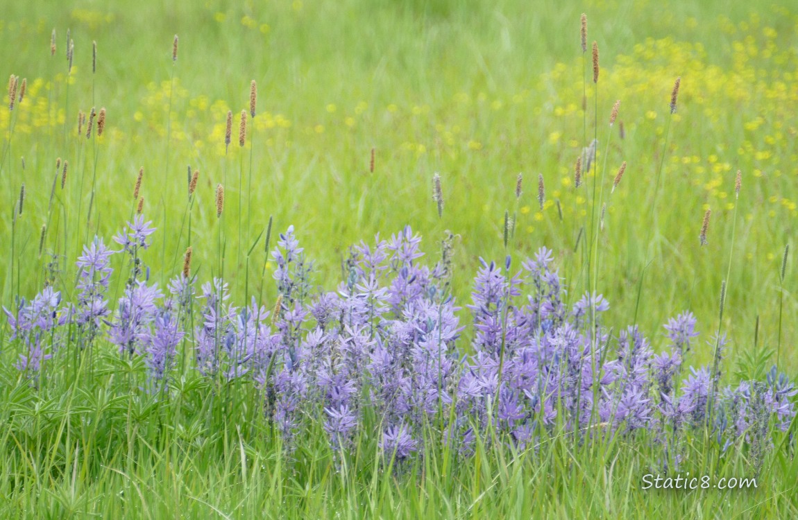 Camas Lily blooms in a field of grass