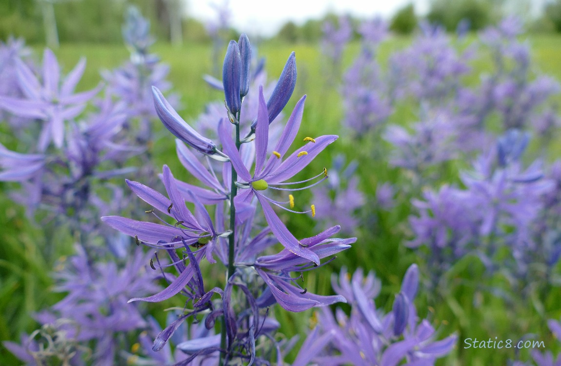 Close up of some of the Camas Lily blooms