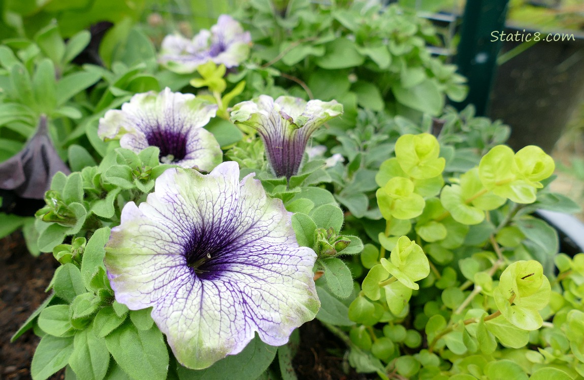 White and purple Petunia blooms