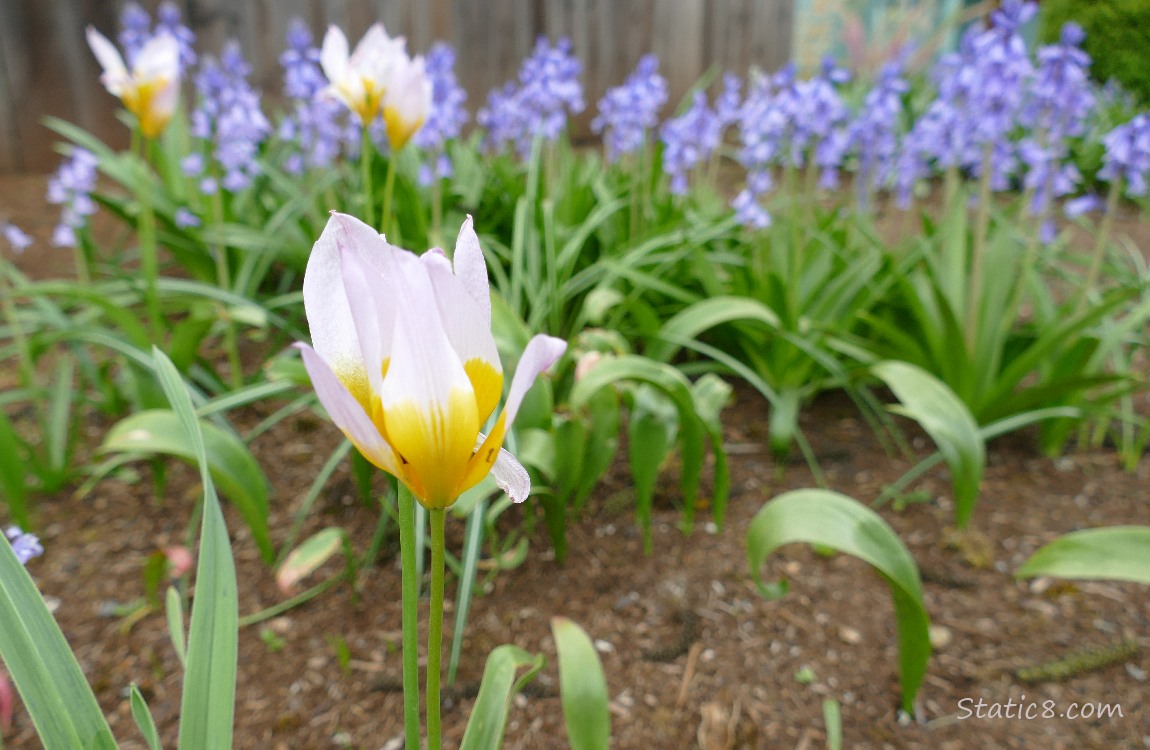 Pink and yellow Tulip blooms with Spanish Bluebells in the background