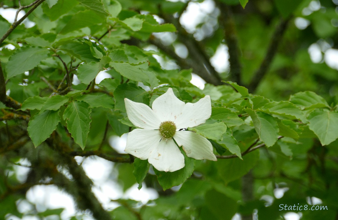 Pacific Dogwood bloom on a tree