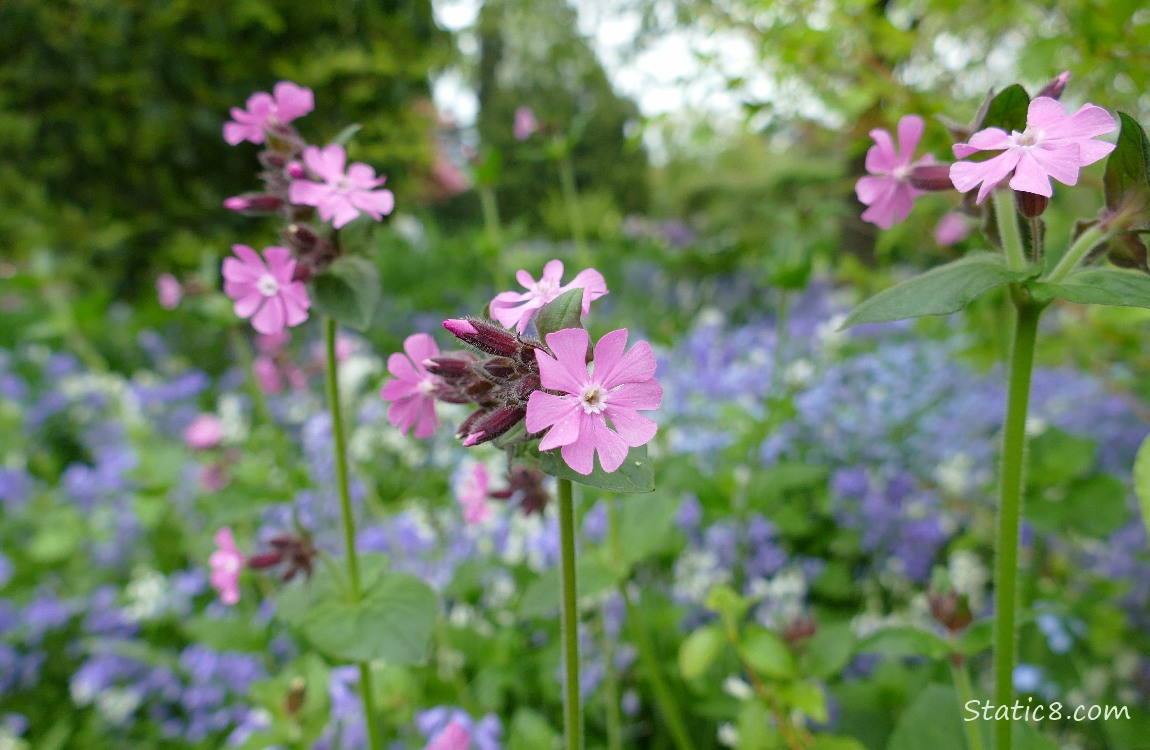 Pink flowers