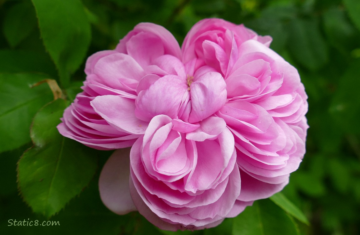 Pink rose blooms surrounded by green leaves
