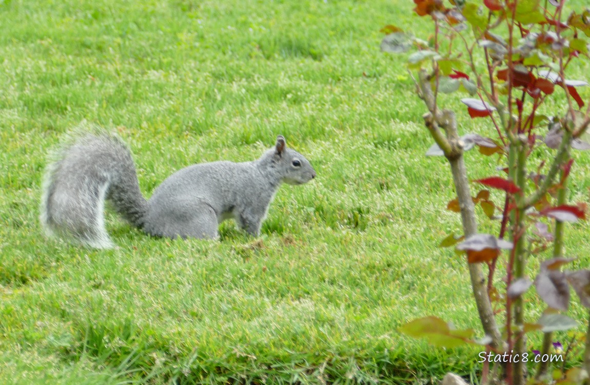 Western Grey Squirrel standing in the grass next to a rose bush