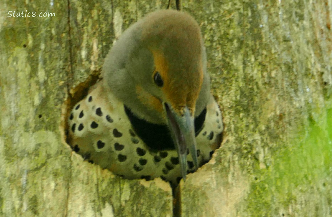 Female Flicker yelling from her nest hole in a tree