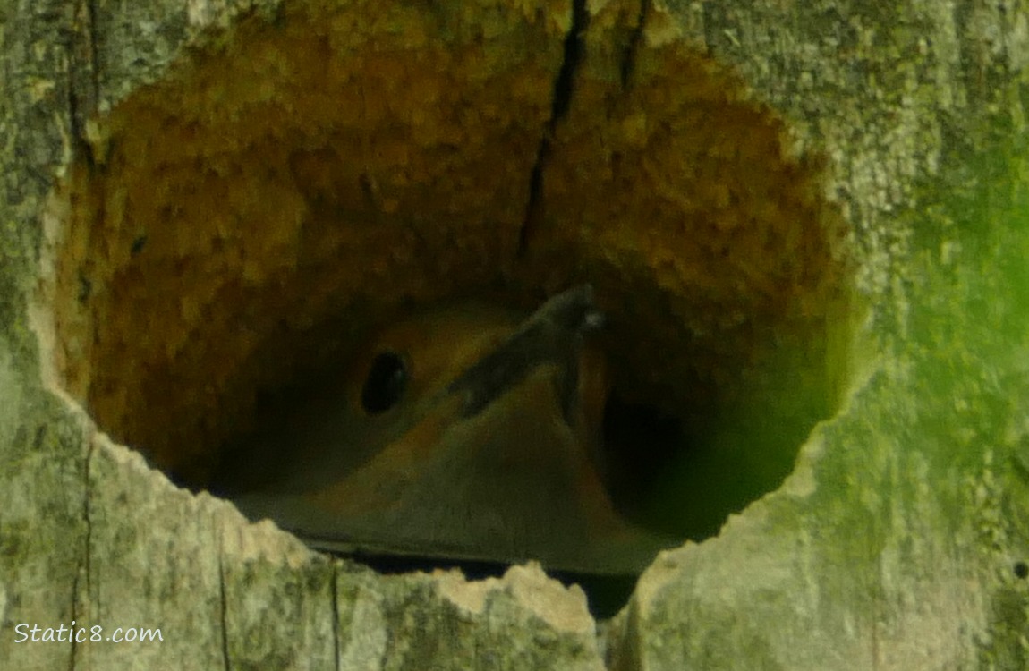 Female Flicker in her nest hole