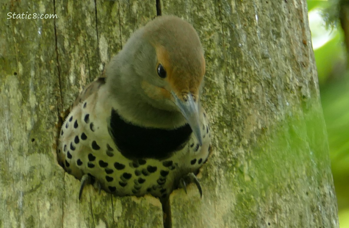 Flicker standing in her nest hole