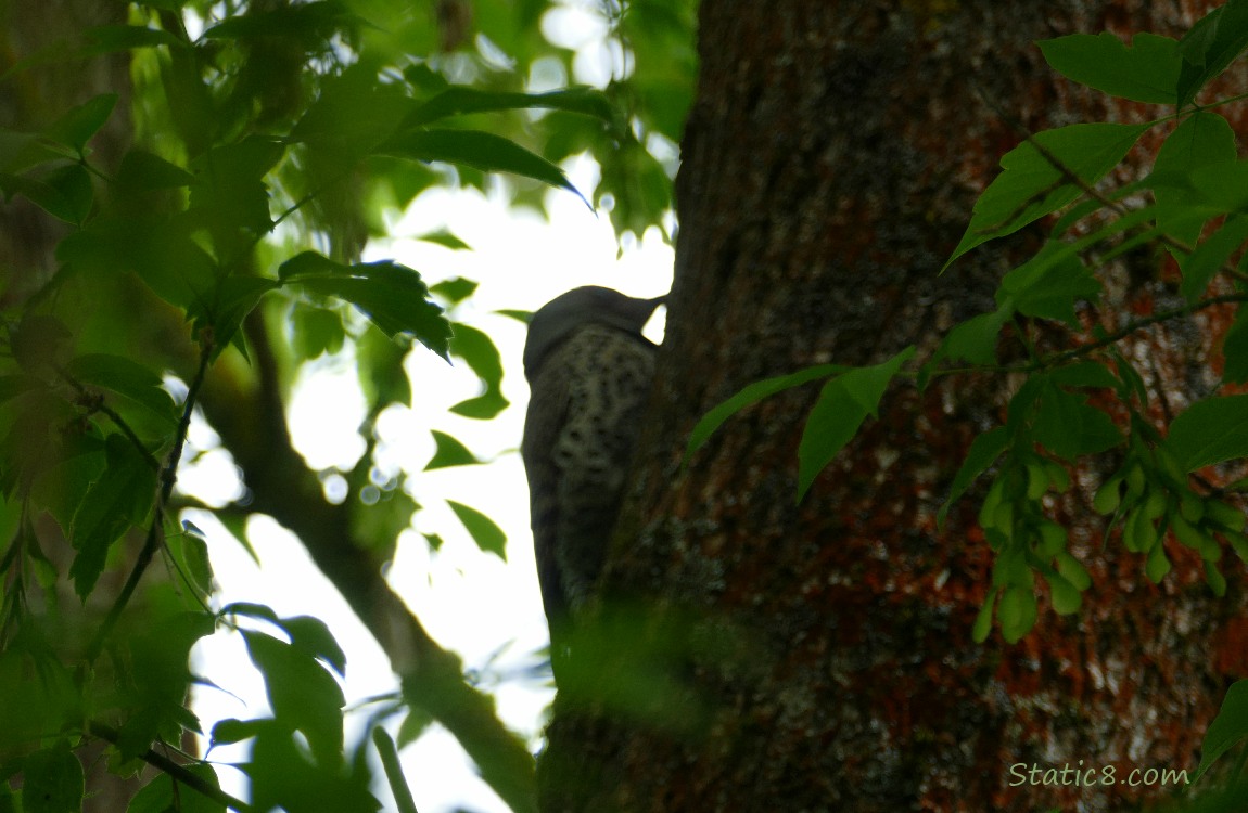 Northern Flicker standing on the side of a tree trunk