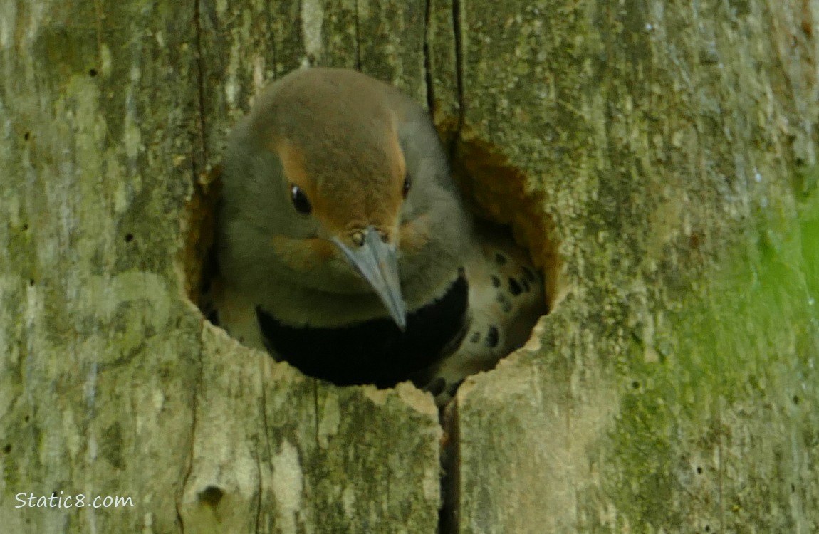 Northern Flicker peeking out of a hole in a tree trunk