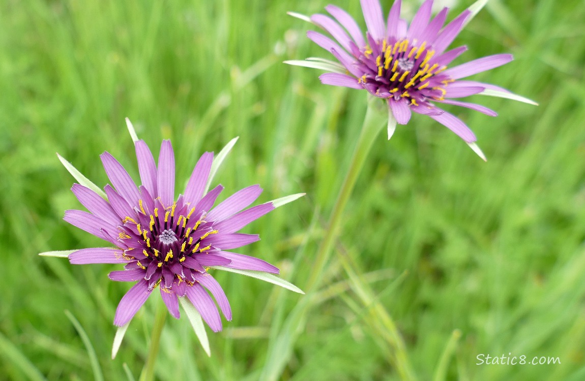 Salsify blooms in the grass