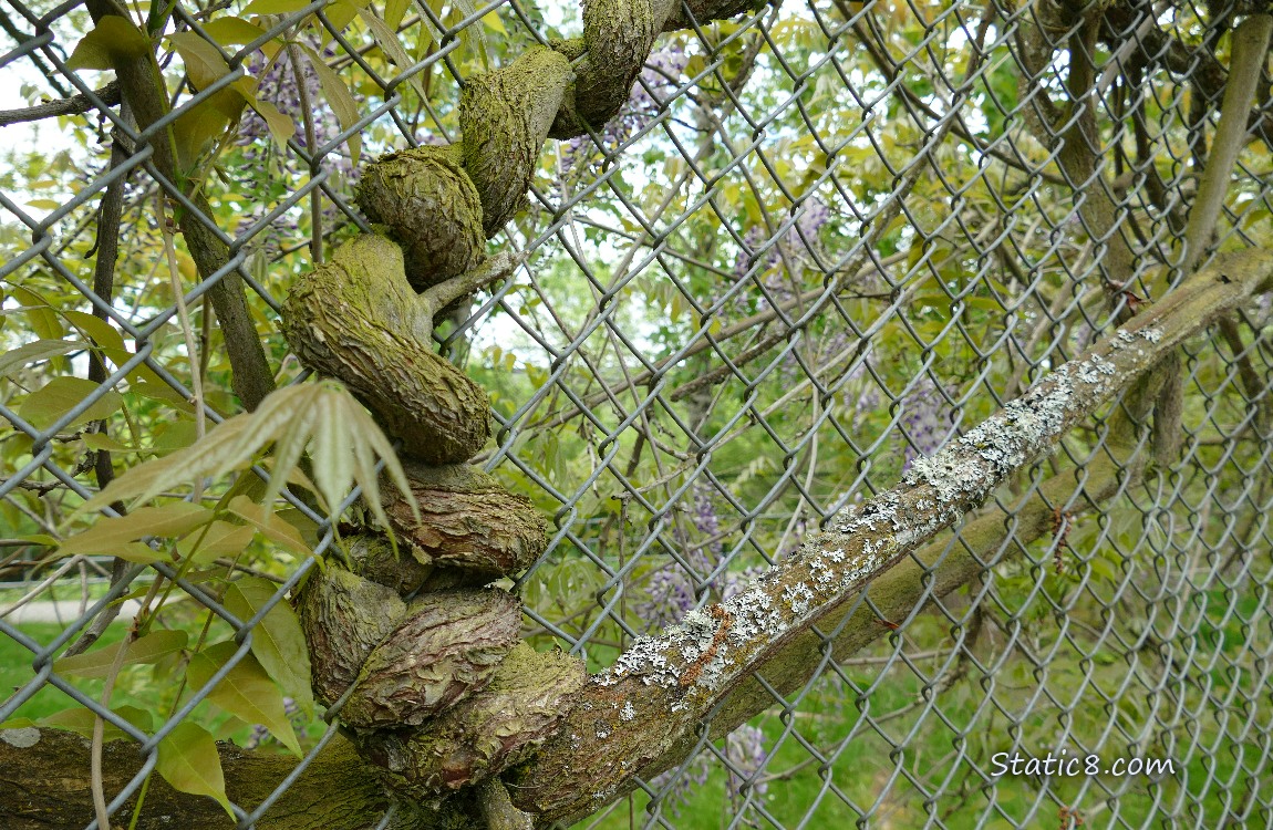 Thick Wisteria vine, wound around a chain link fence