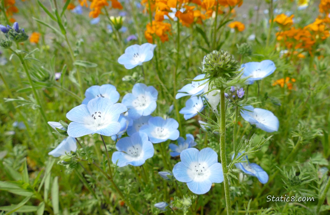 Baby Blue Eye blooms