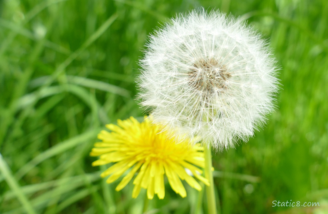 Dandelion seed head, growing in the grass, and bloom in the background