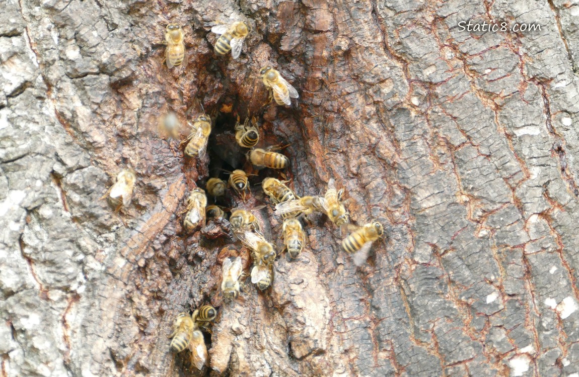 Honey bees going in and out of a hole in a tree