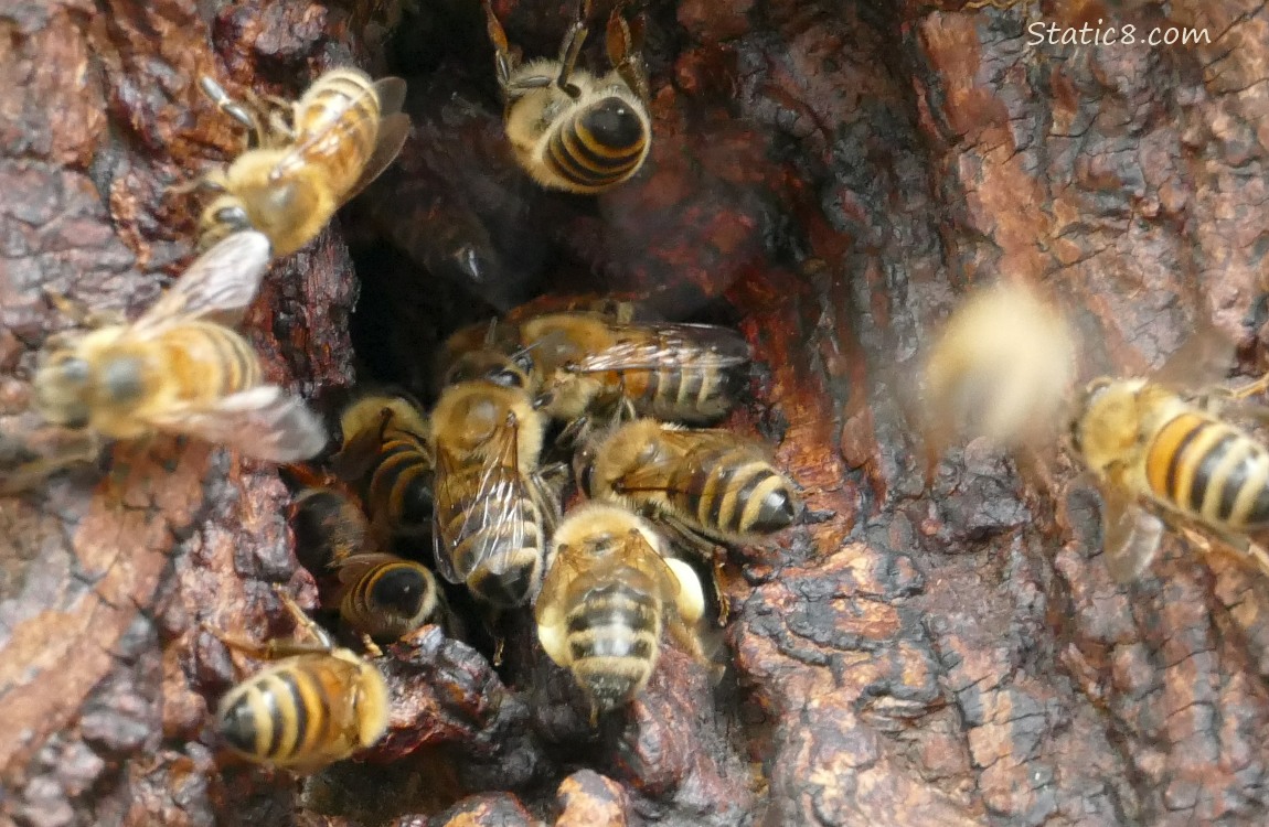 Close up of Honey Bees going in and out of a hole in a tree trunk