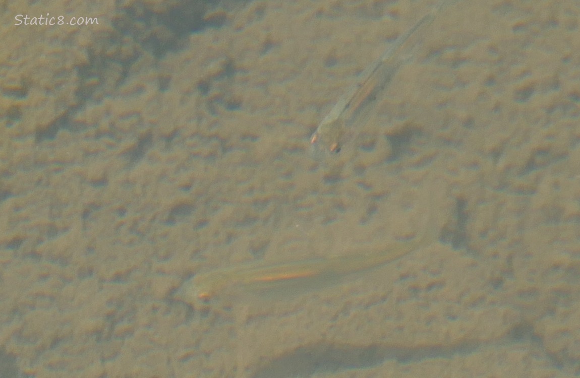 blurry minnows swimming in water