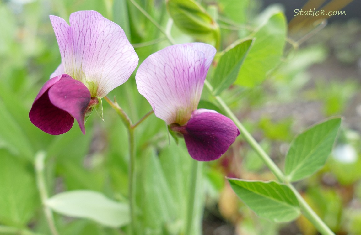 Purple Sweet Pea blooms
