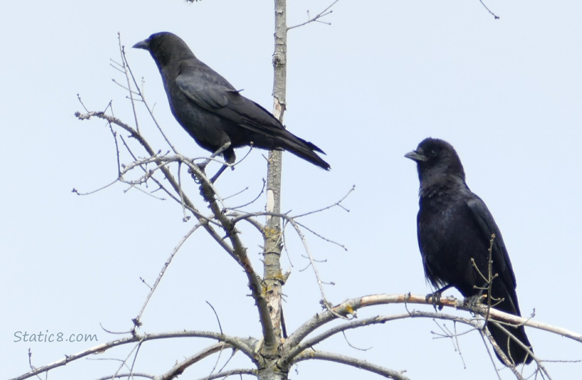 American Crows standing in a dead tree with grey sky behind them