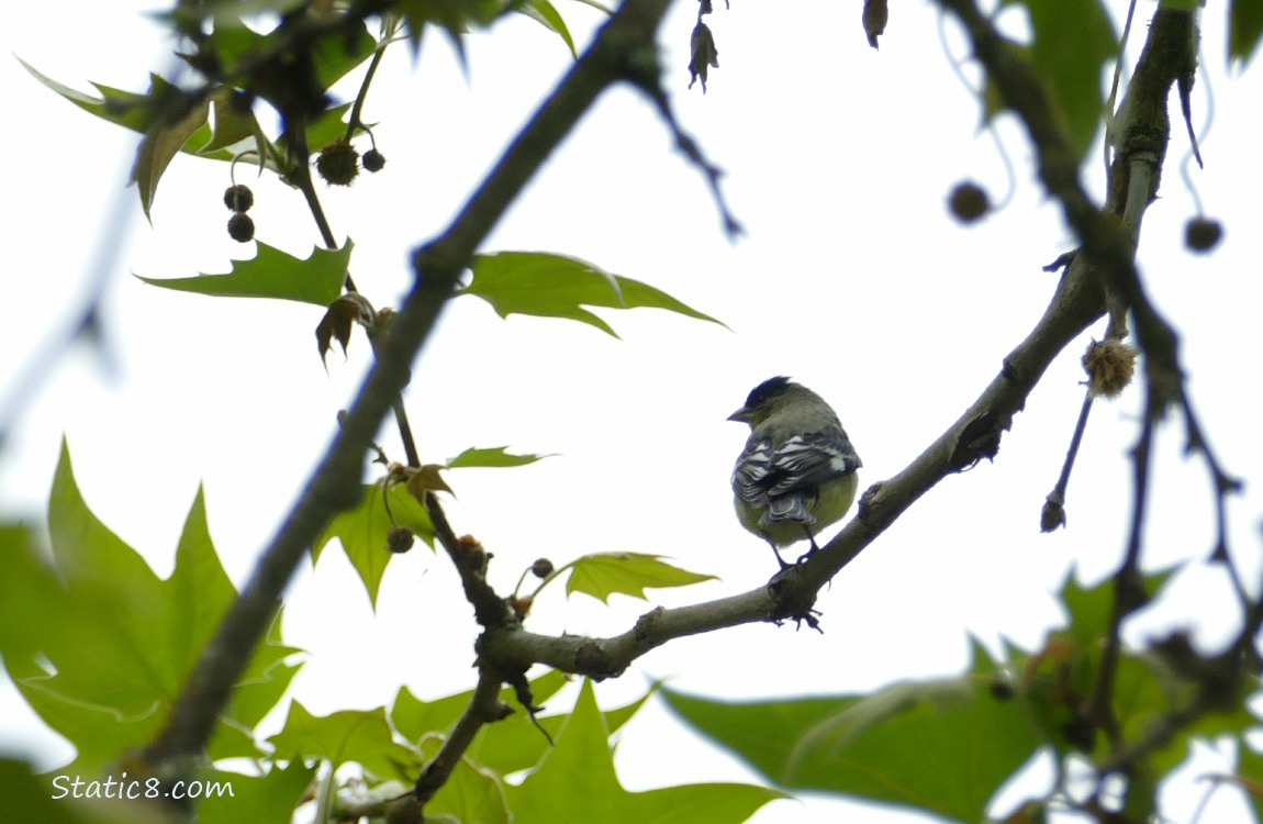 Goldfinch standing on a twig with grey sky behind
