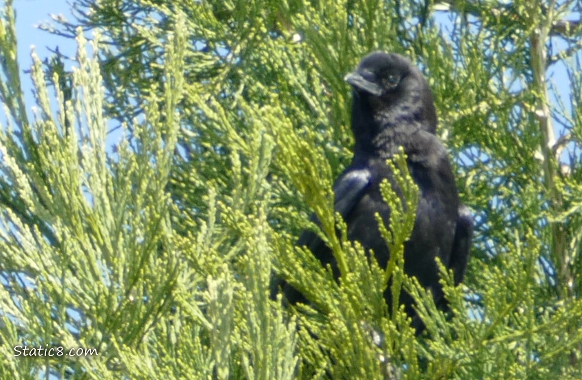 American Crow standing in a fir tree with blue sky