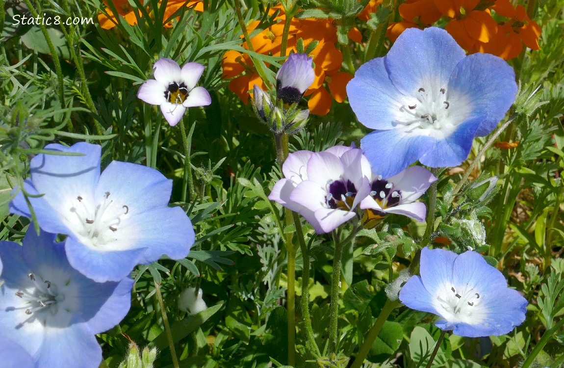 Baby Blue Eye blooms with Birds-Eye Gilia blooms
