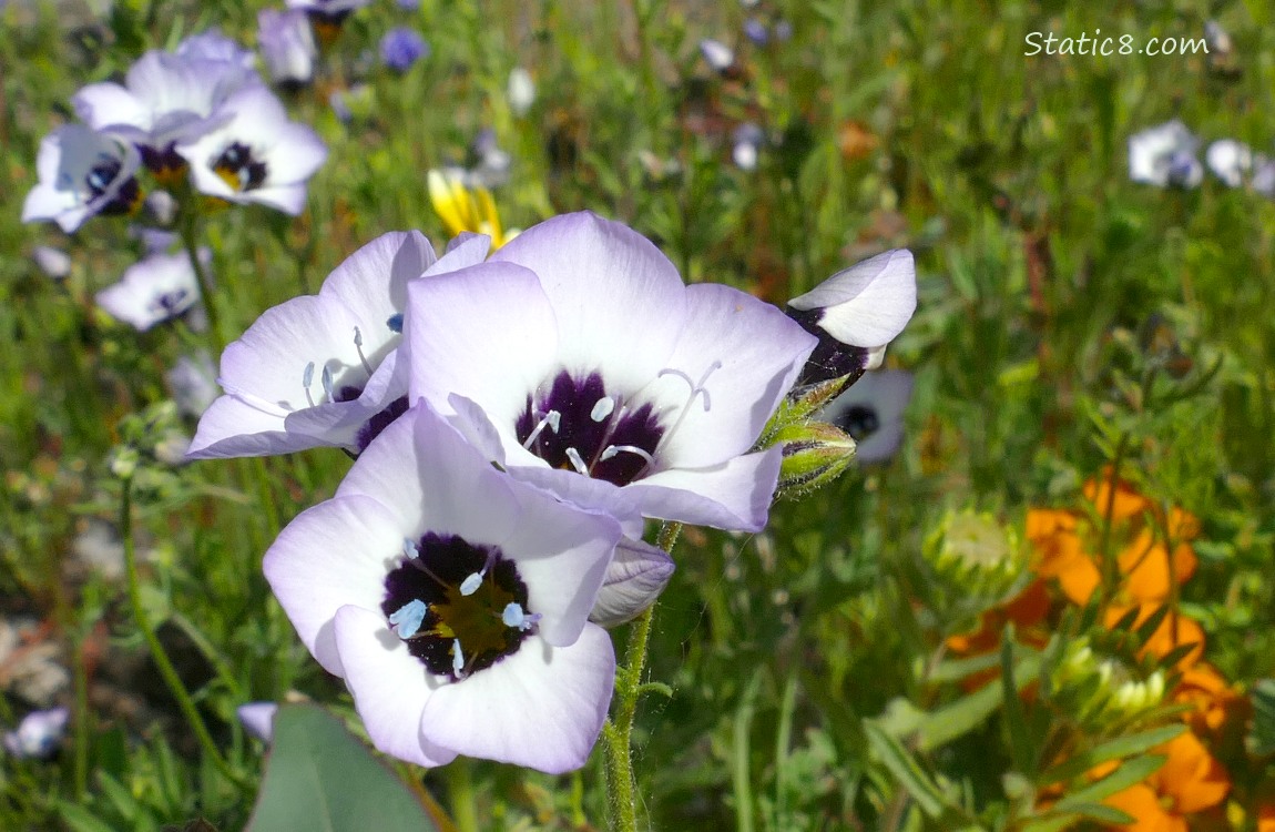 Birds-Eye Gilia blooms
