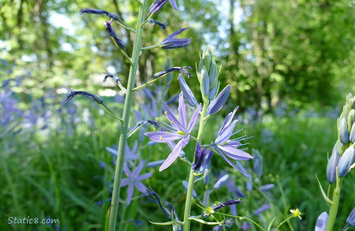 Camas Lily blooms with trees in the background