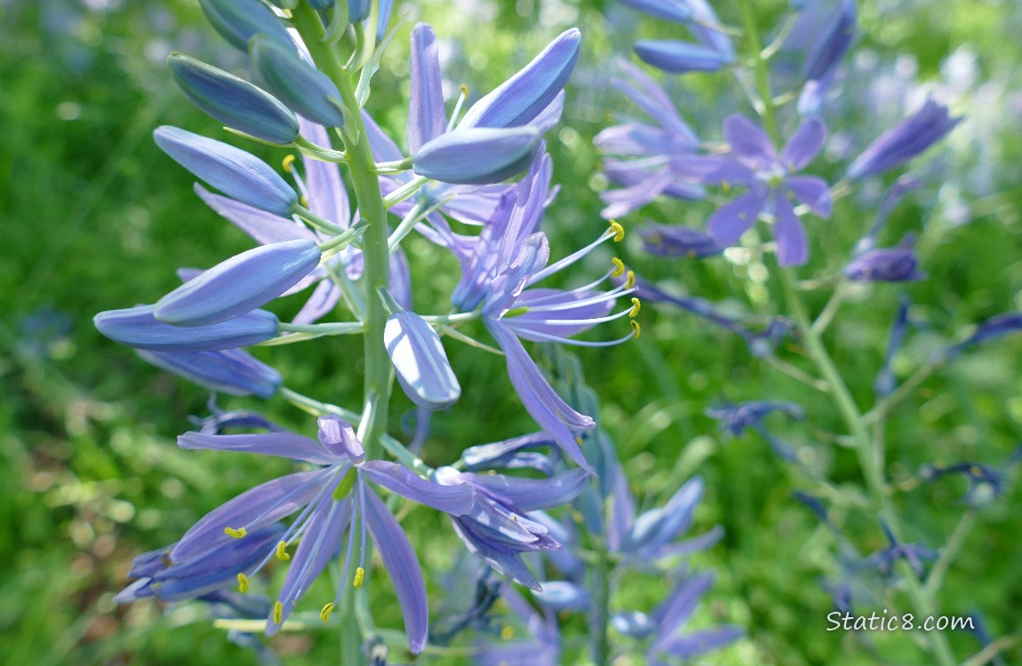 Camas Lily blooms