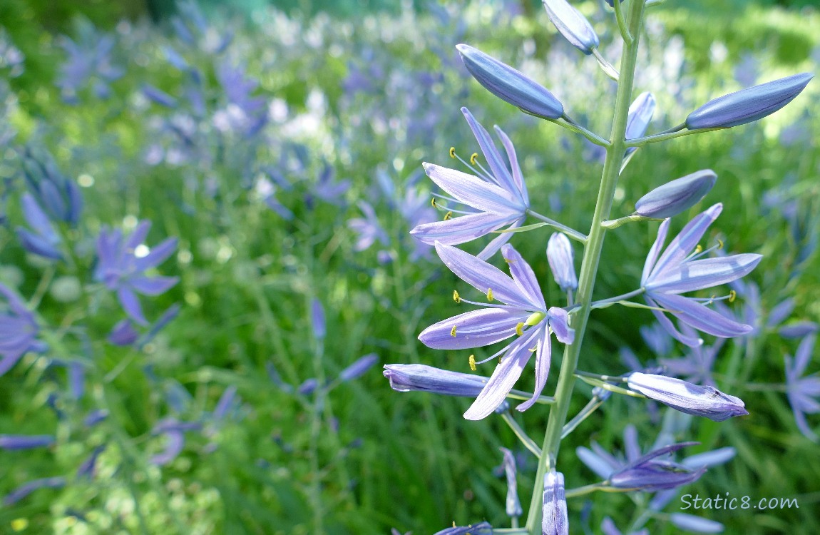 Camas Lily bloom in front of many other blooms in the background