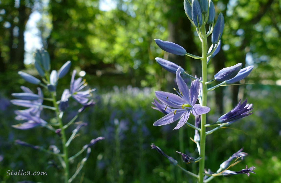 Camas Lily blooms