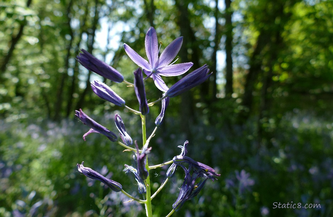 Camas Lily blooms