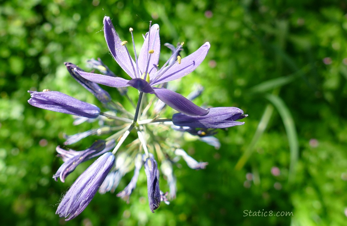 Looking down at a Camas Lily bloom