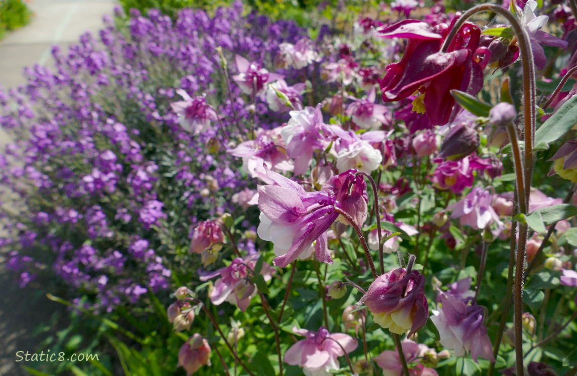 Pink and white Columbine blooms in front of purple wallflowers