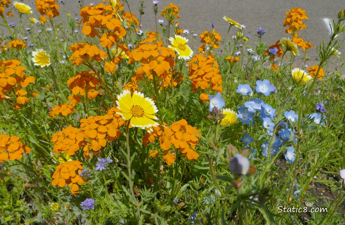 Coreopsis and orange Wallflower blooms
