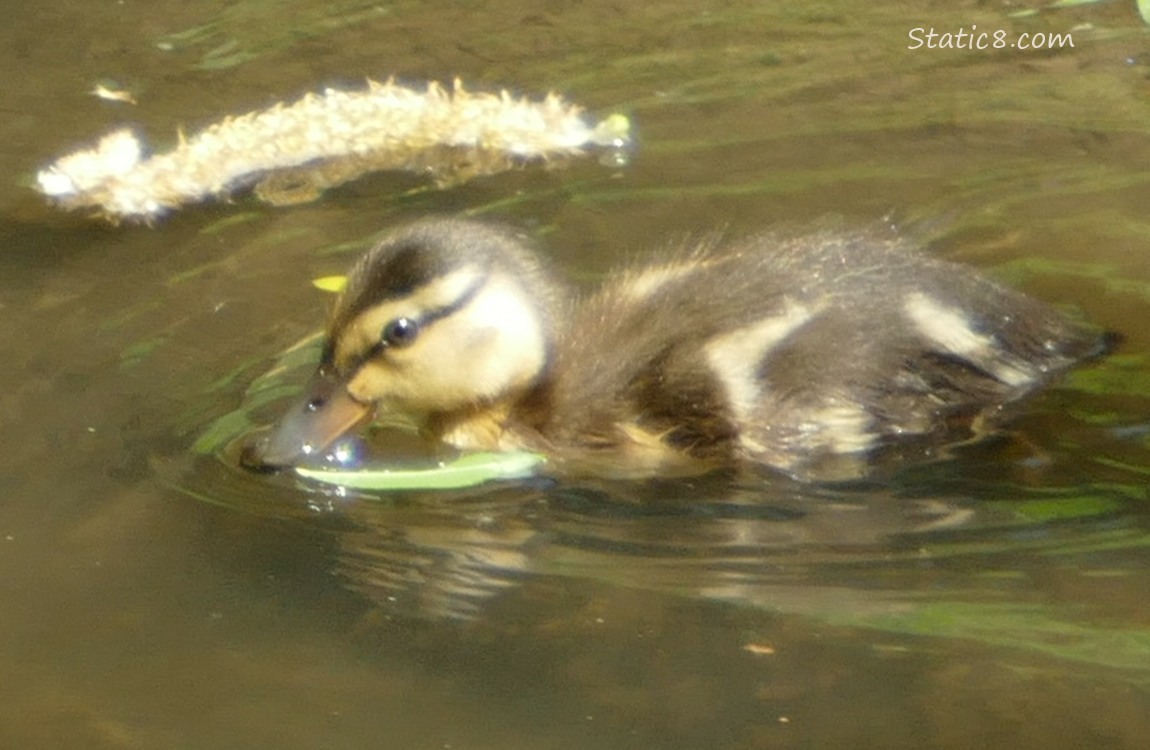 Duckling paddling on the water